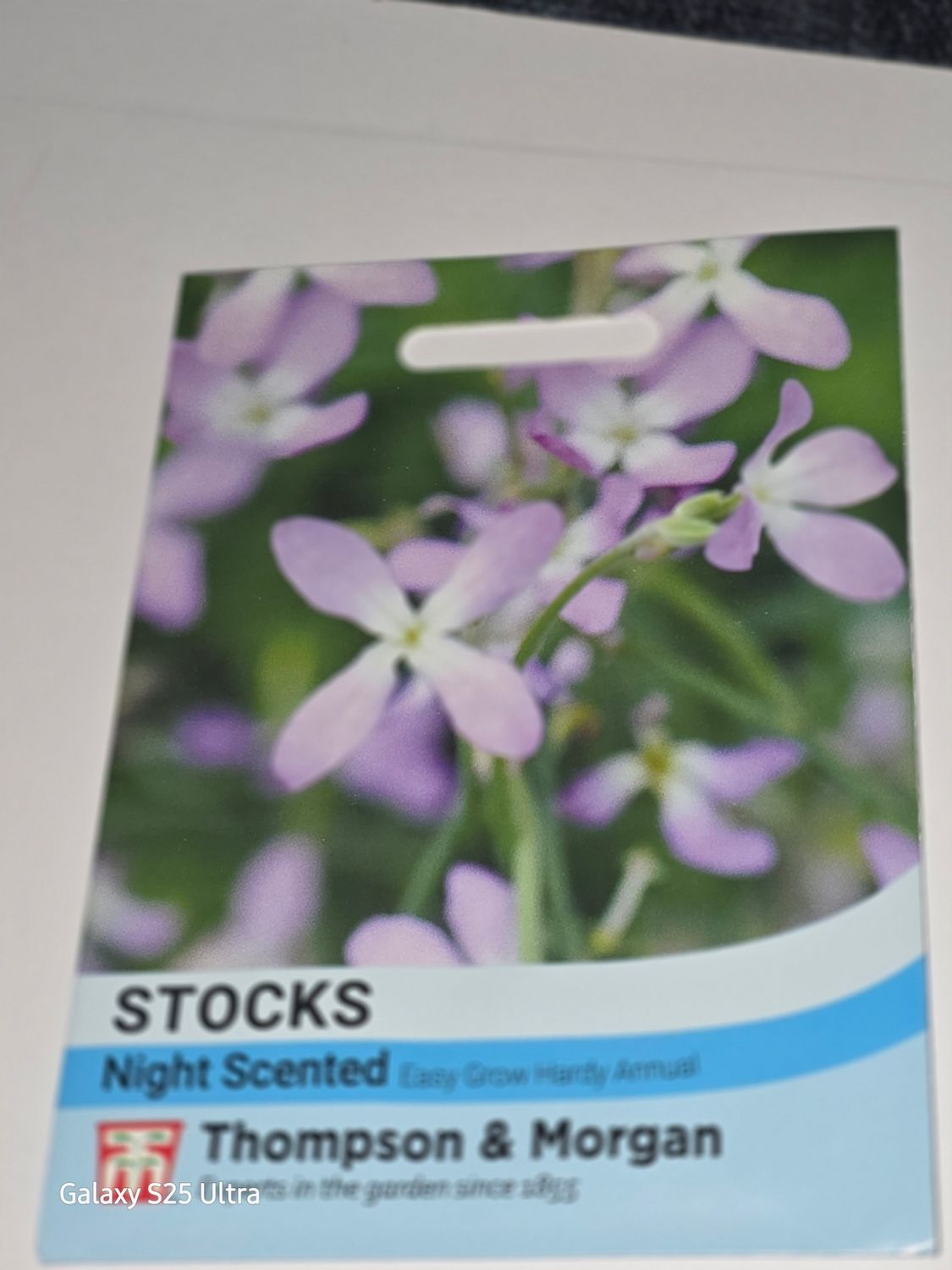 Stocks - Night Scented