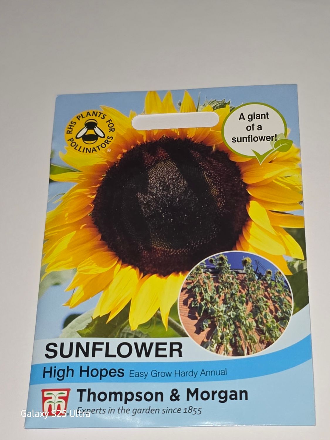 Sunflower - High Hopes