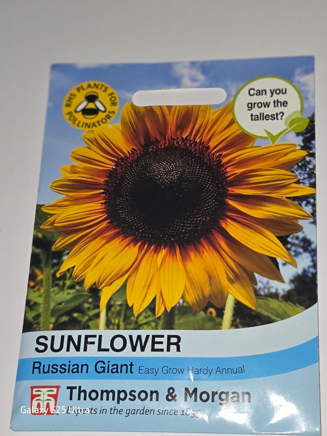 Sunflower- Russian Giant