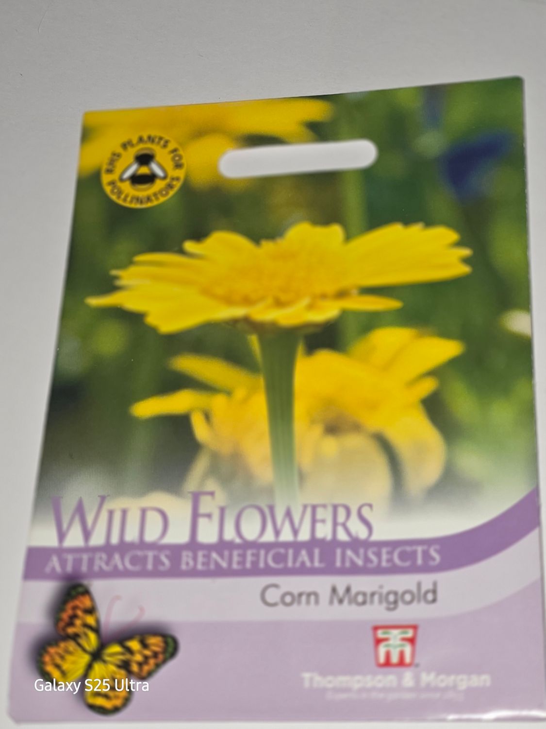 Wild Flower- Corn Marigold