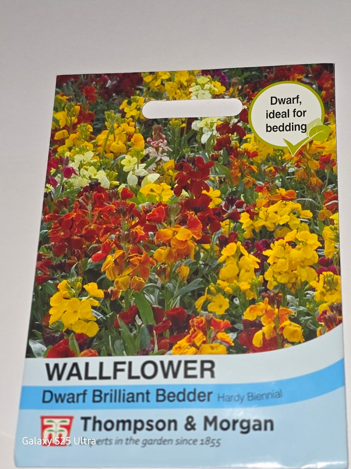 Wallflower - Dwarf Brilliant Bedder