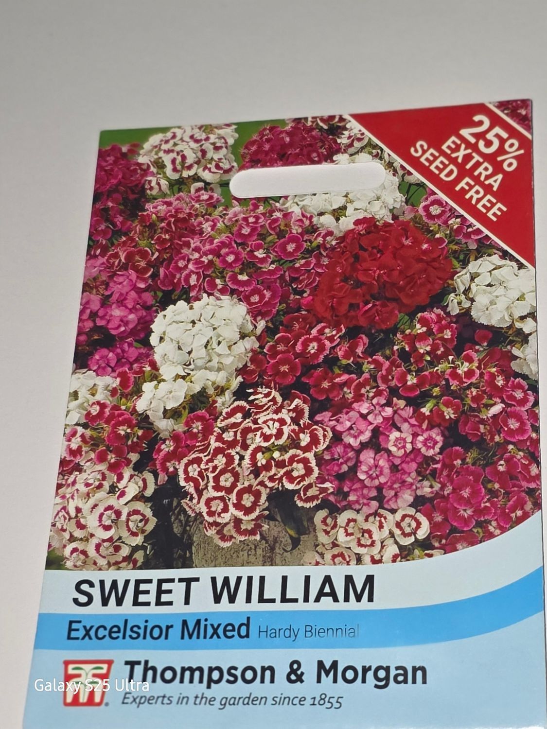 Sweet William - Excelsior mixed