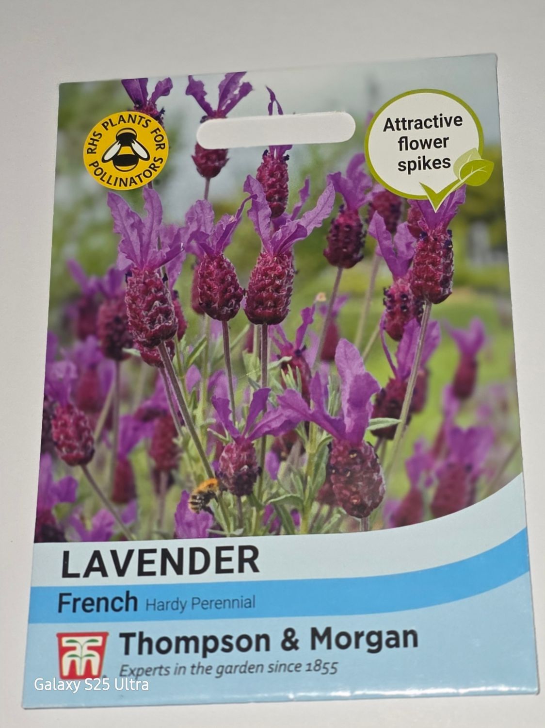 Lavender - French
