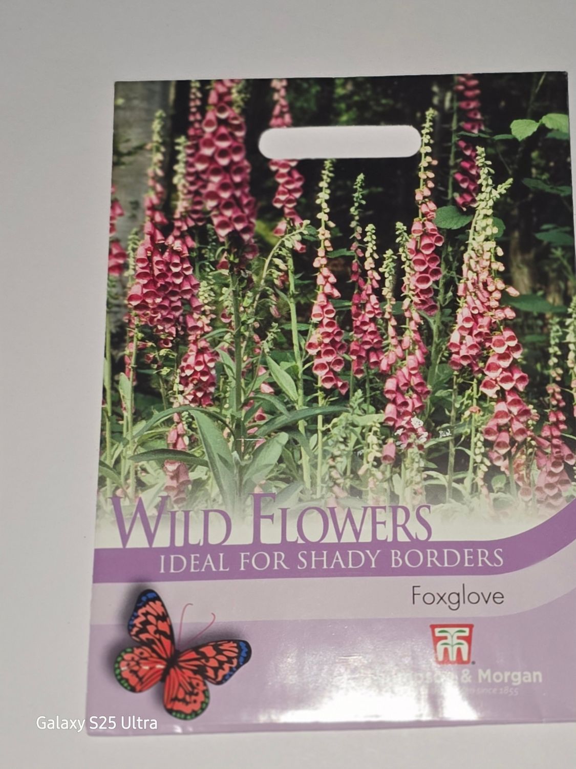 Wild Flower - Foxglove