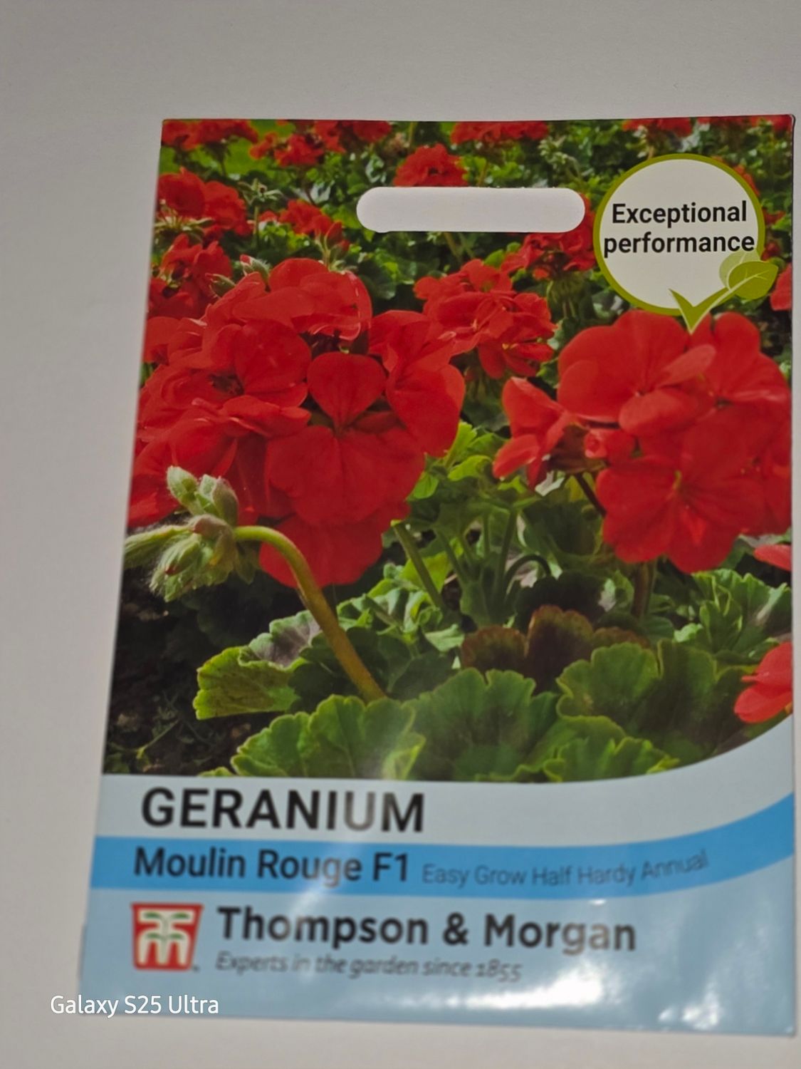 Geranium - Moulin Rouge F1