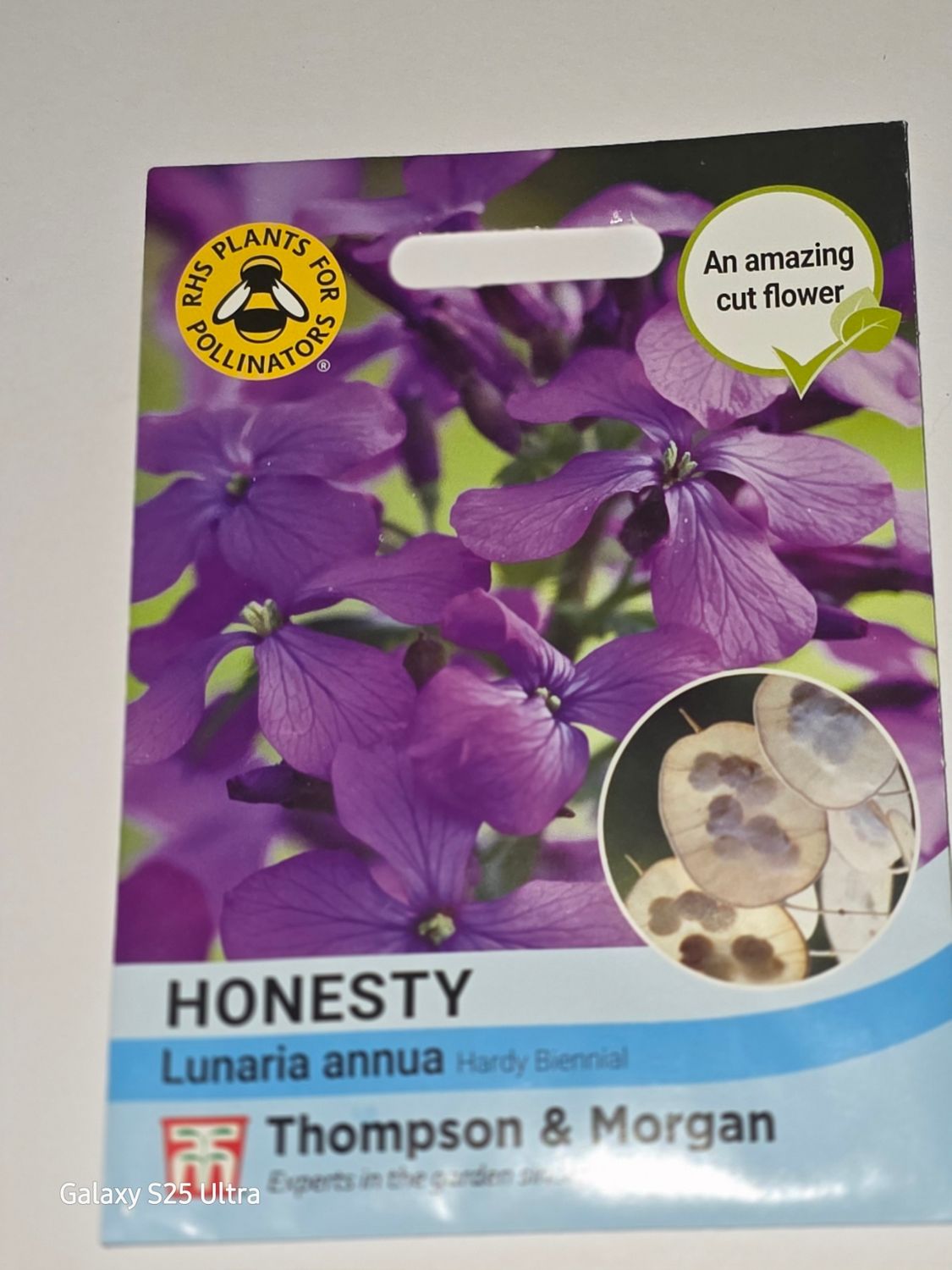 Honesty - Lunaria annua