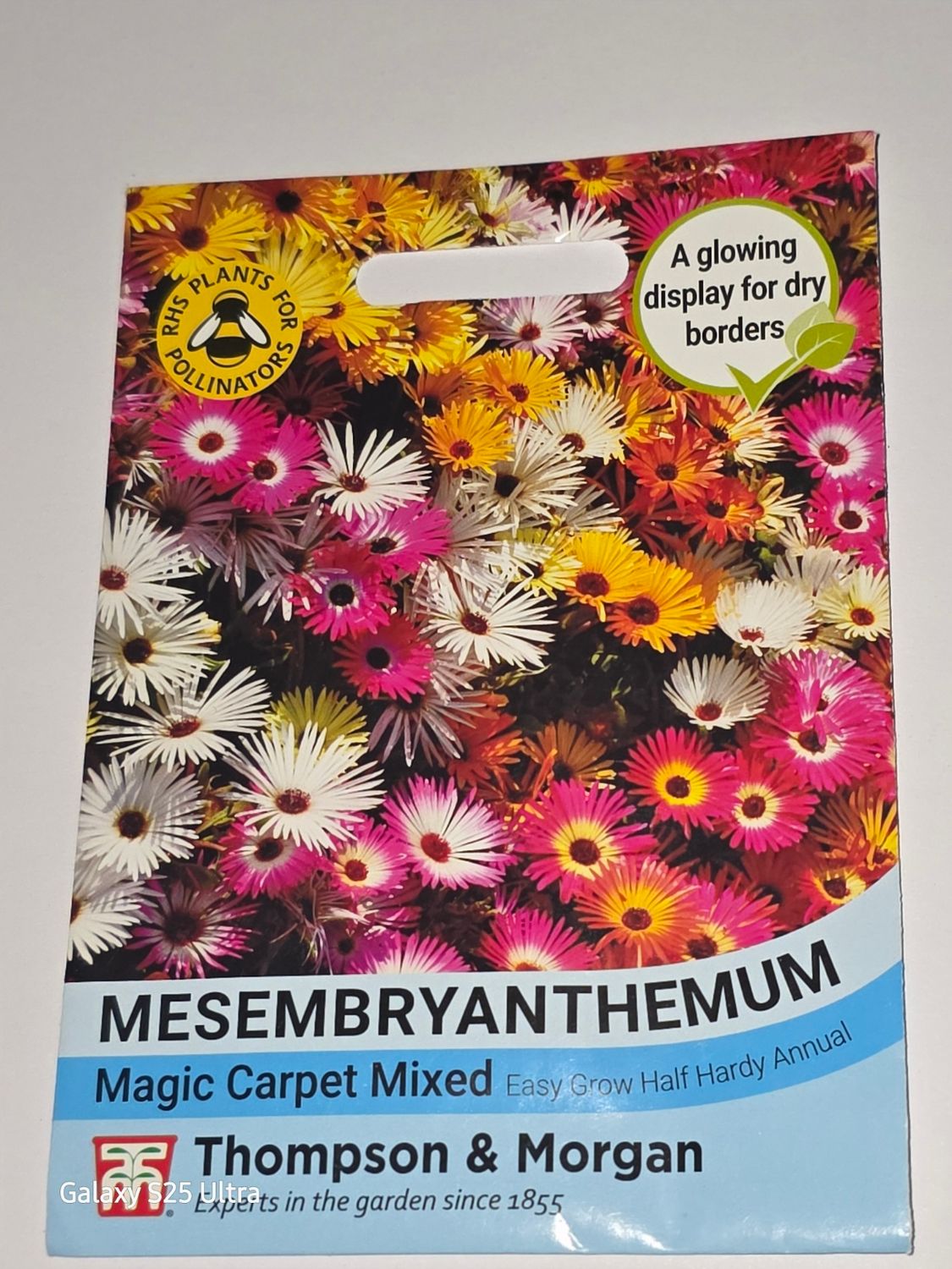 Mesembryanthemum - Magic Carpet mixed