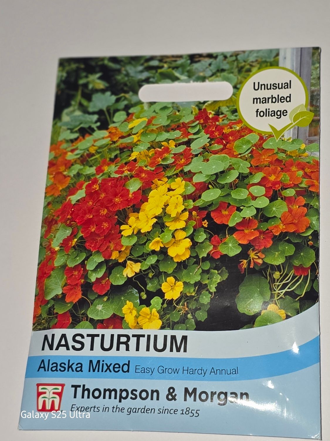Nasturtium - Alaska Mixed