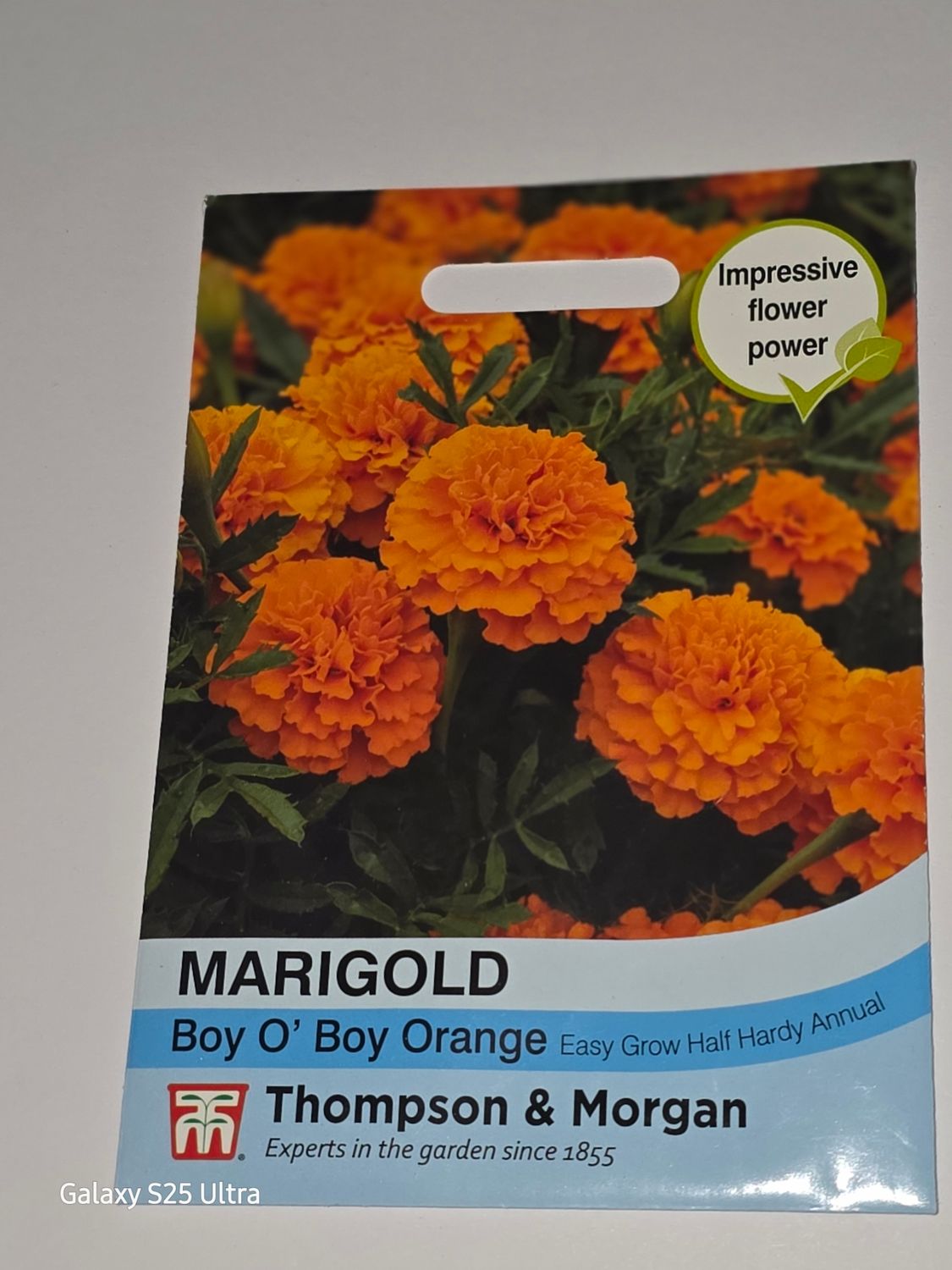 Marigold - Boy O&#39;Boy Orange