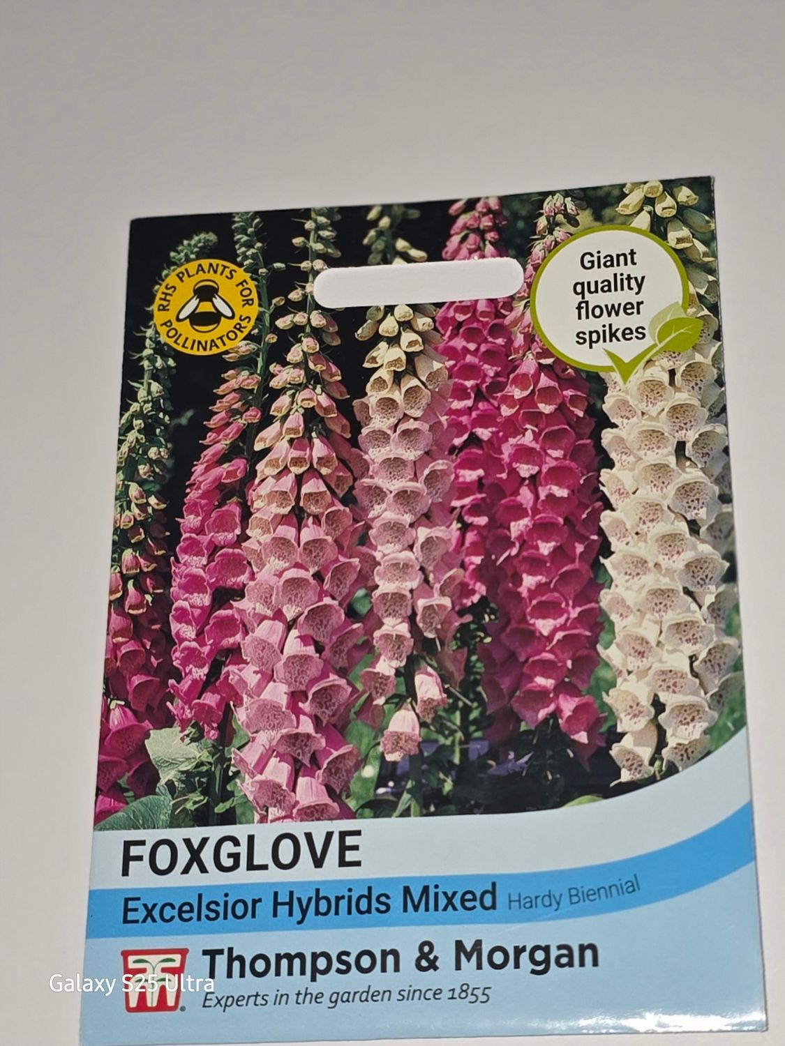 Foxglove - Excelsior Hybrids mixed