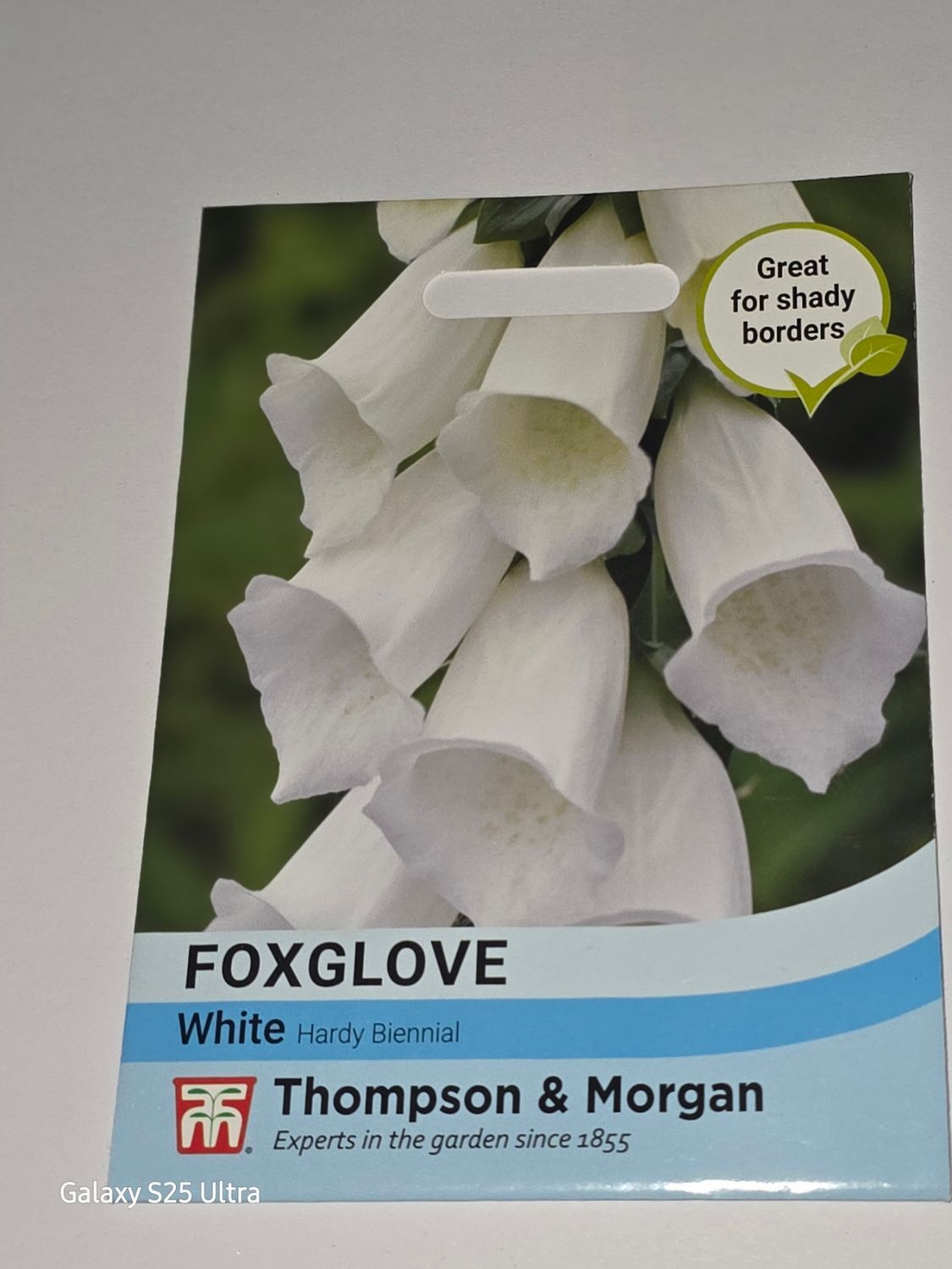 Foxglove - White