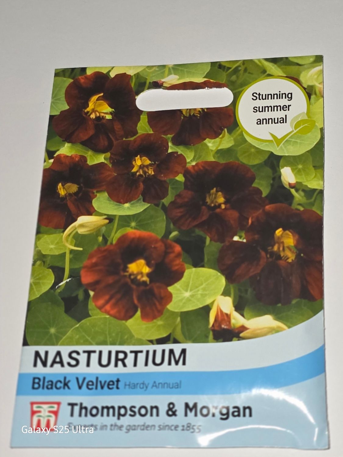 Nasturtium- Black Velvet