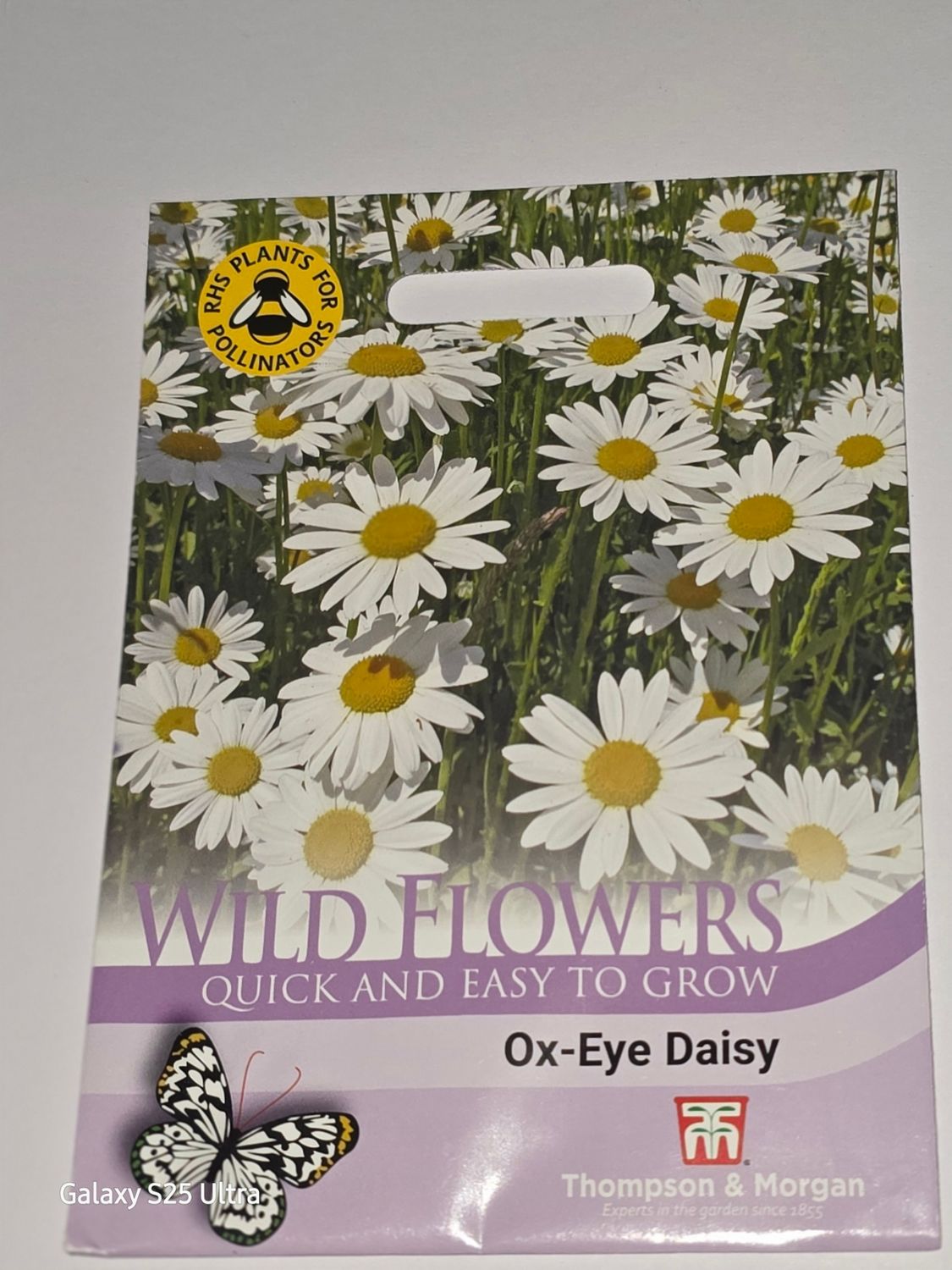Wild Flowers - Ox-Eye Daisy