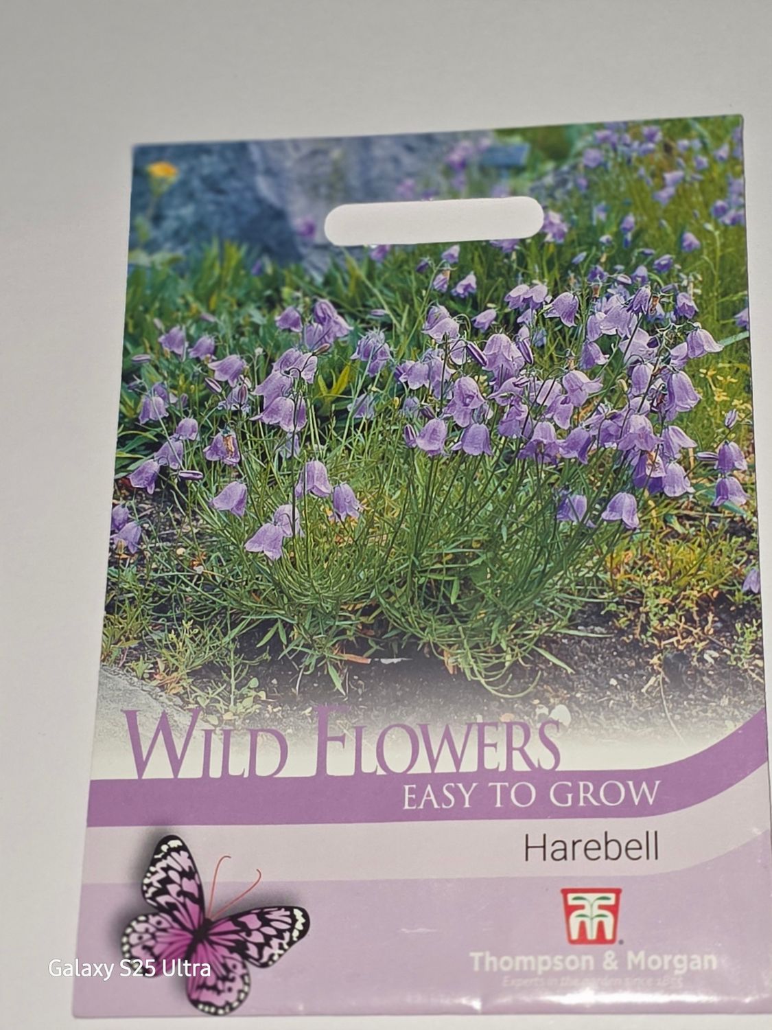 Wild flower - Harebell