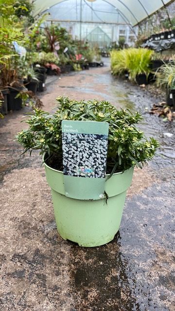 Iberis “White Waterfall” (Candytuft )loves spreading on banks and spilling over walls and kerbs . Winter hardy and lasts for years .