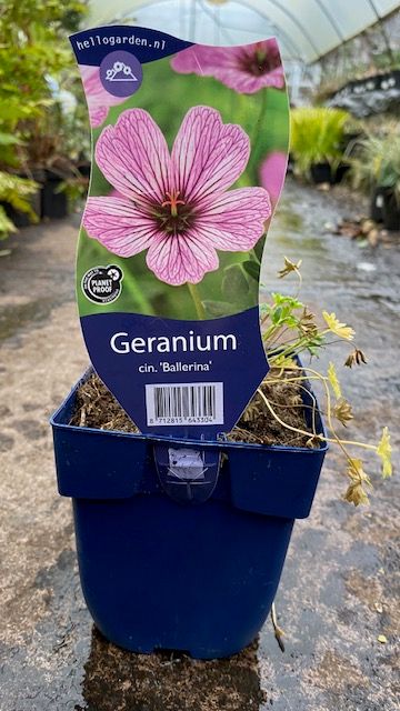 GERANIUM &#39;&#39;BALLERINA&#39;&#39;