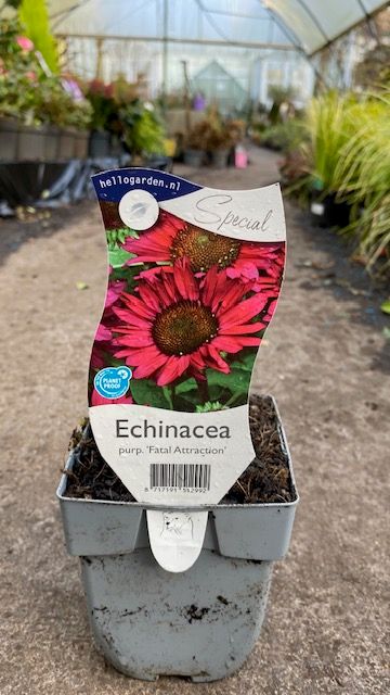 Echinacea &#39; Fatal Atraction&#39;