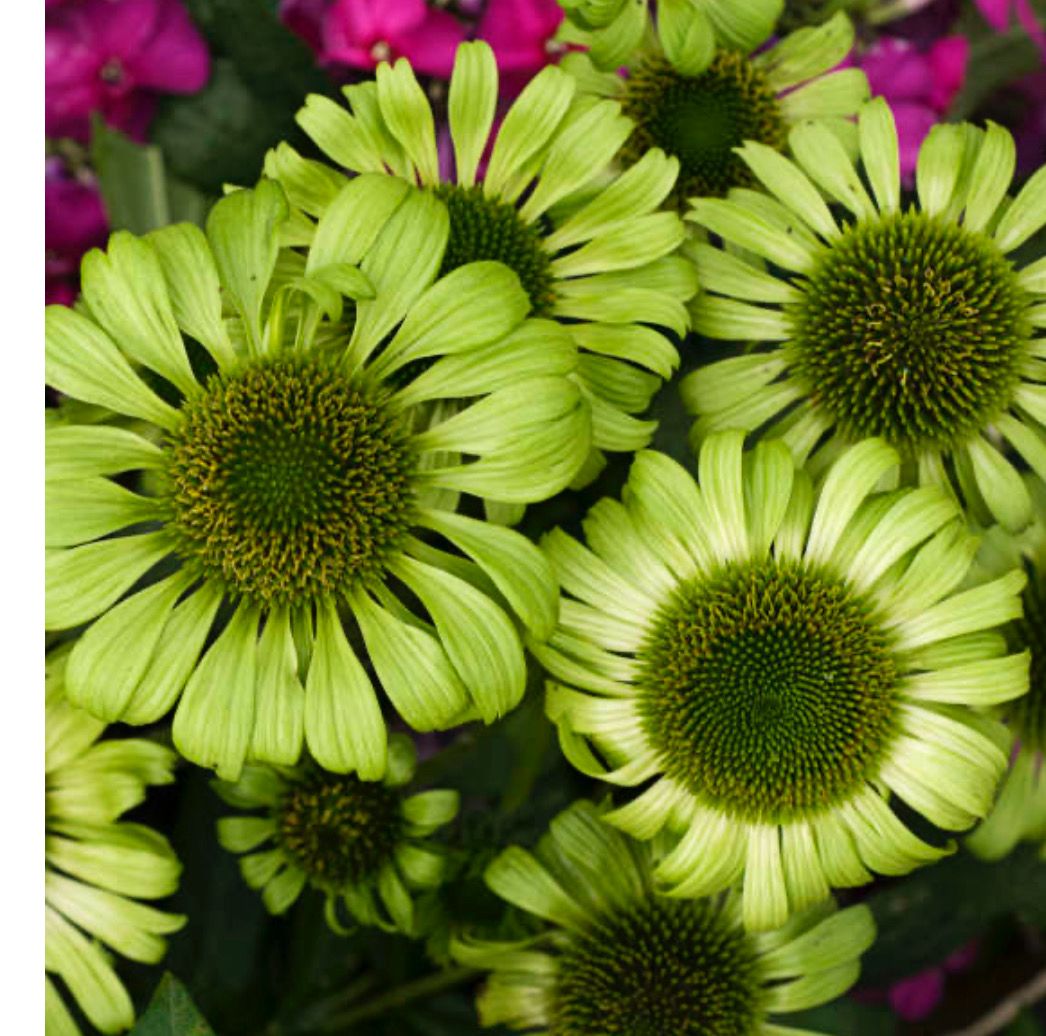 ECHINACEA “GREEN JEWEL” Fragrant Flowers on strong stems in summer and autumn .Light green petals surround a green cone on this reliable Coneflower .Height 60 Cm no staking needed . WINTER HARDY