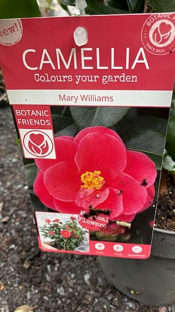 Camellia 'Mary Wiliams'
