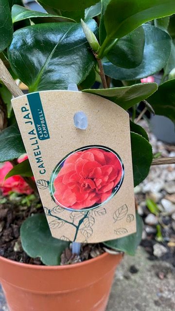 Camellia &#39;Lady Helen&#39;