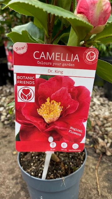 Camellia Dr. King