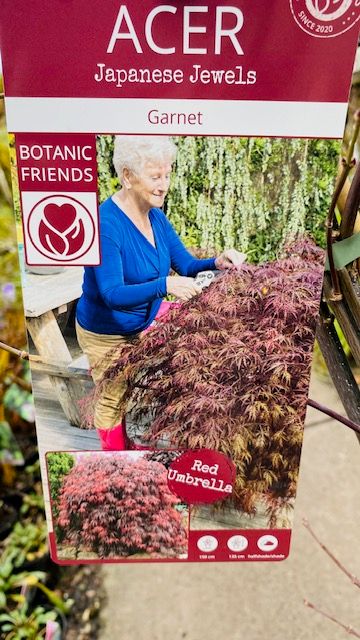 Acer &#39;Garnet&#39;