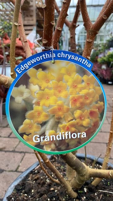 Edgeworthia Chrysantha - XL Size JAPANESE PAPER BUSH Grandiflora Very Fragrant yellow flowers in winter and early spring. Colourful autumn foliage.EXTRA STRONG BUSHY PLANTS