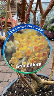 Edgeworthia Chrysantha - XL Size JAPANESE PAPER BUSH Grandiflora Very Fragrant yellow flowers in winter and early spring. Colourful autumn foliage.EXTRA STRONG BUSHY PLANTS