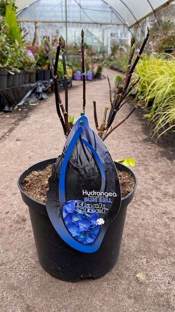 Hydrangea - Blue Ball &#39;Black Steel&#39;