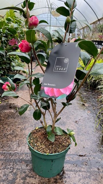 Camellia  &#39;Joe Nuccio&#39;s