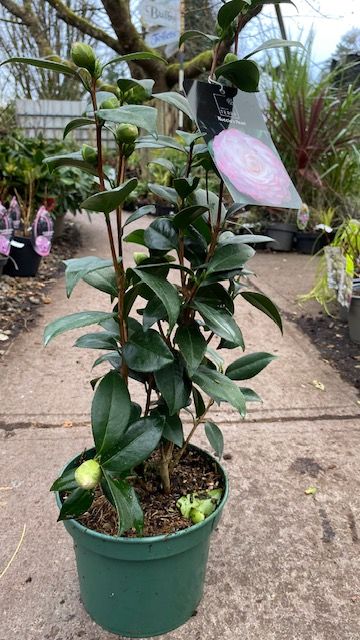 Camellia &#39;Nuccio&#39;s Pearl&#39;