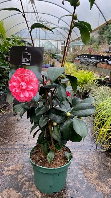 Camellia &#39;Orandako&#39;