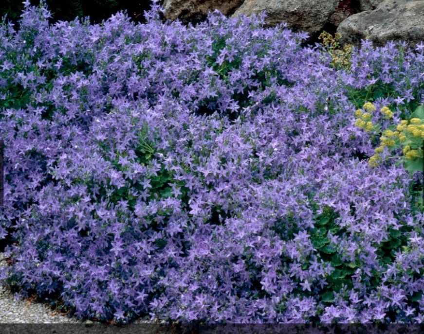 Campanula “Blue Bellflower” ,carpet plant ,loves spreading on banks and spilling over walls and kerbs . Flowers from May until October