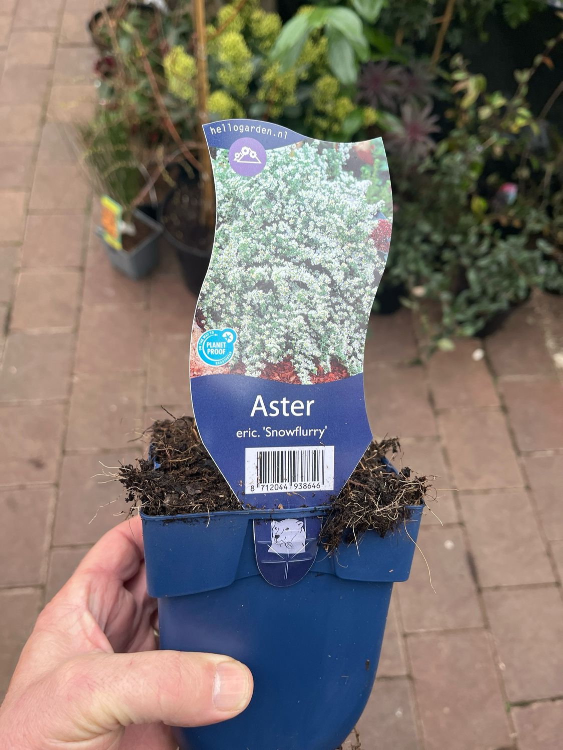 ASTER SNOW CUSHION a hardy white low growing Michaelmas Daisy that flowers in late summer and autumn and lasts for years! Loves spreading on banks or front of beds . Planting time is from now .