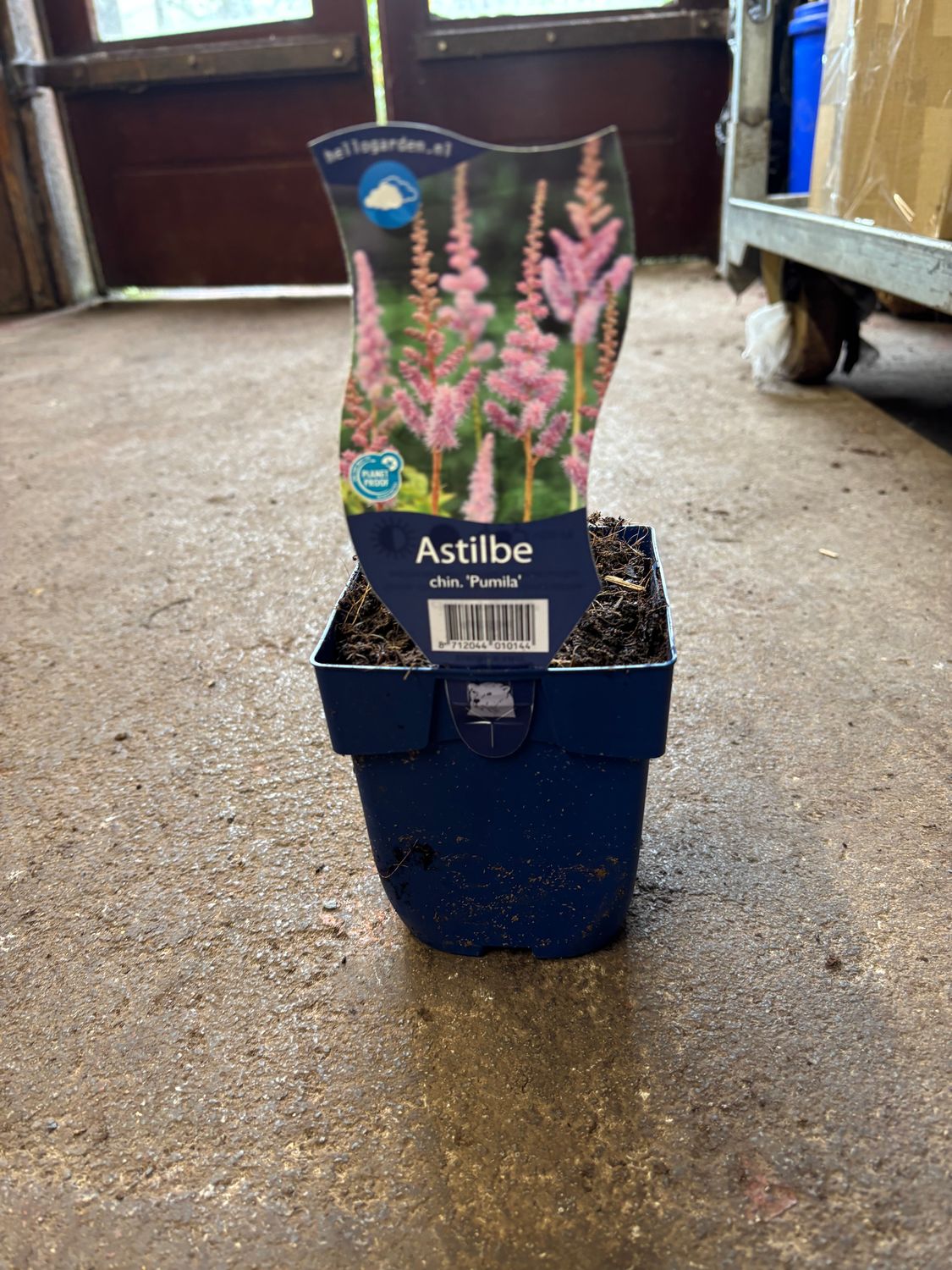 Astilbe Pumila