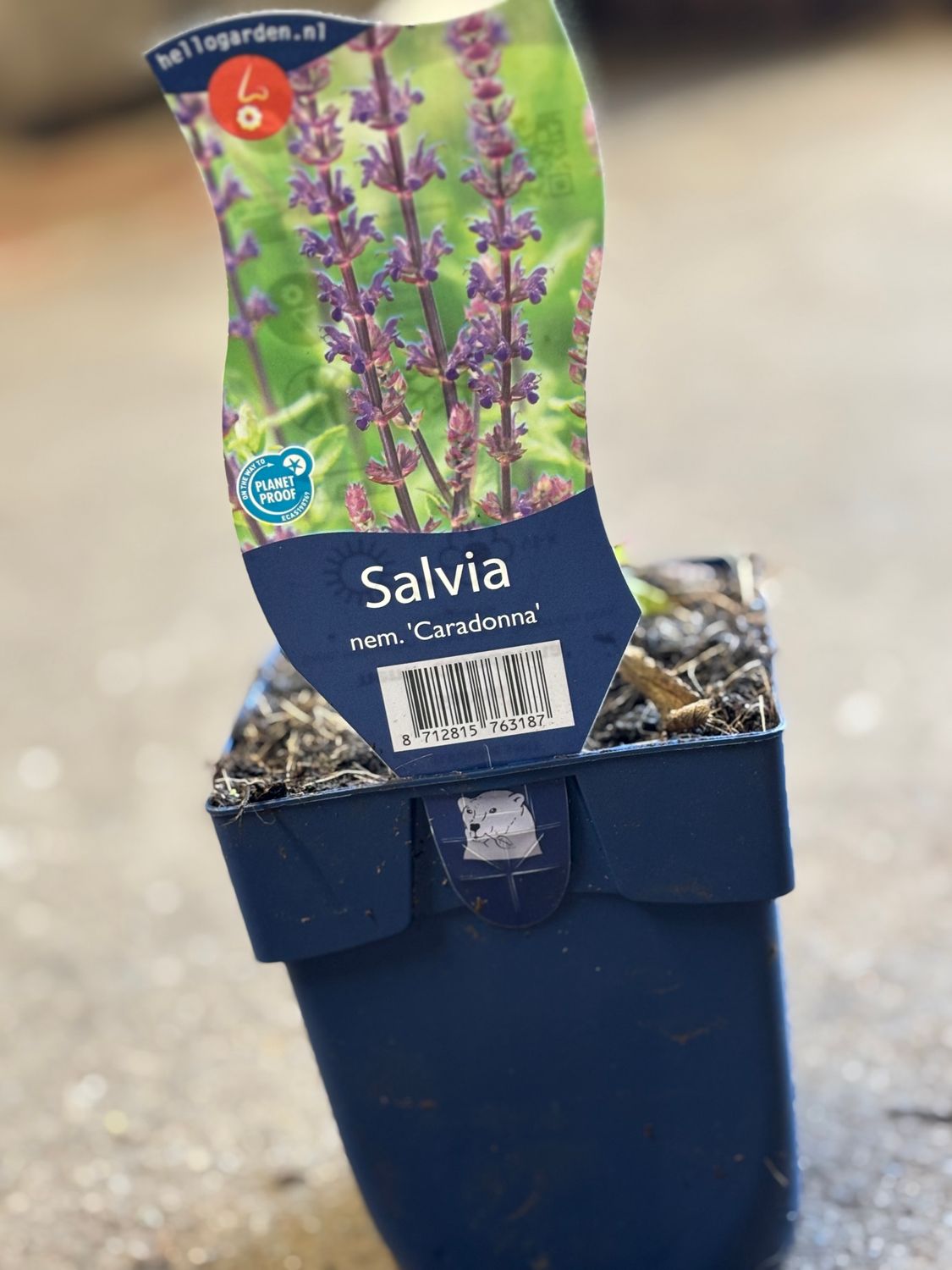 Salvia Caradonna