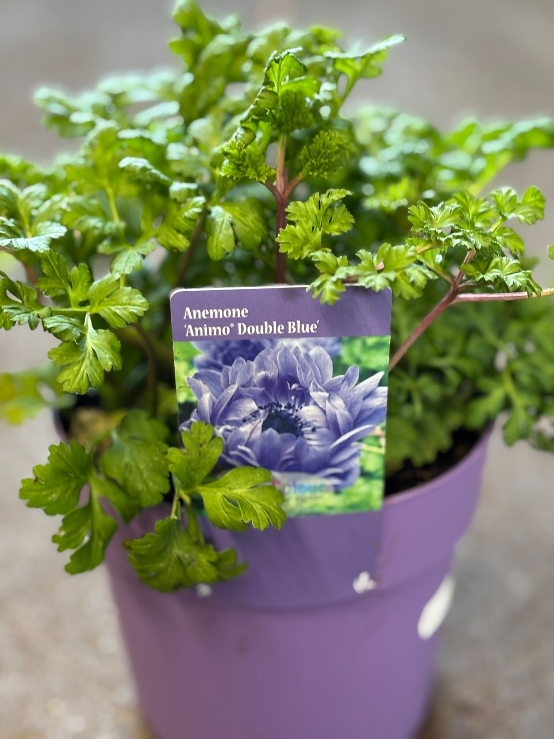 Anemone Animo Double Blue