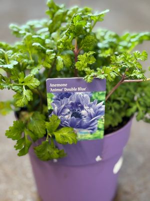 Anemone Animo Double Blue