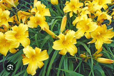 DAY LILY “BIG TIME HAPPY is a reliable Day lily with deep canary yellow fragrant flowers with wavy petals. Flowers from early summer until mid autumn Winter hardy and lasts for years .