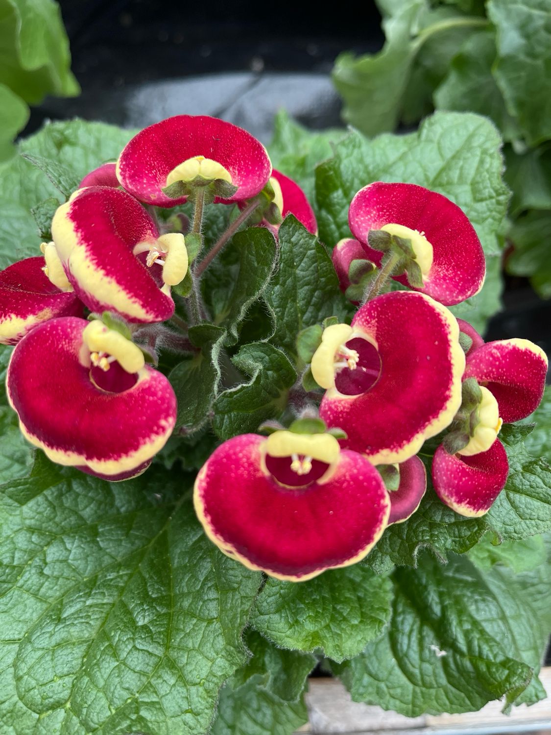 Calynopsis red/yellow