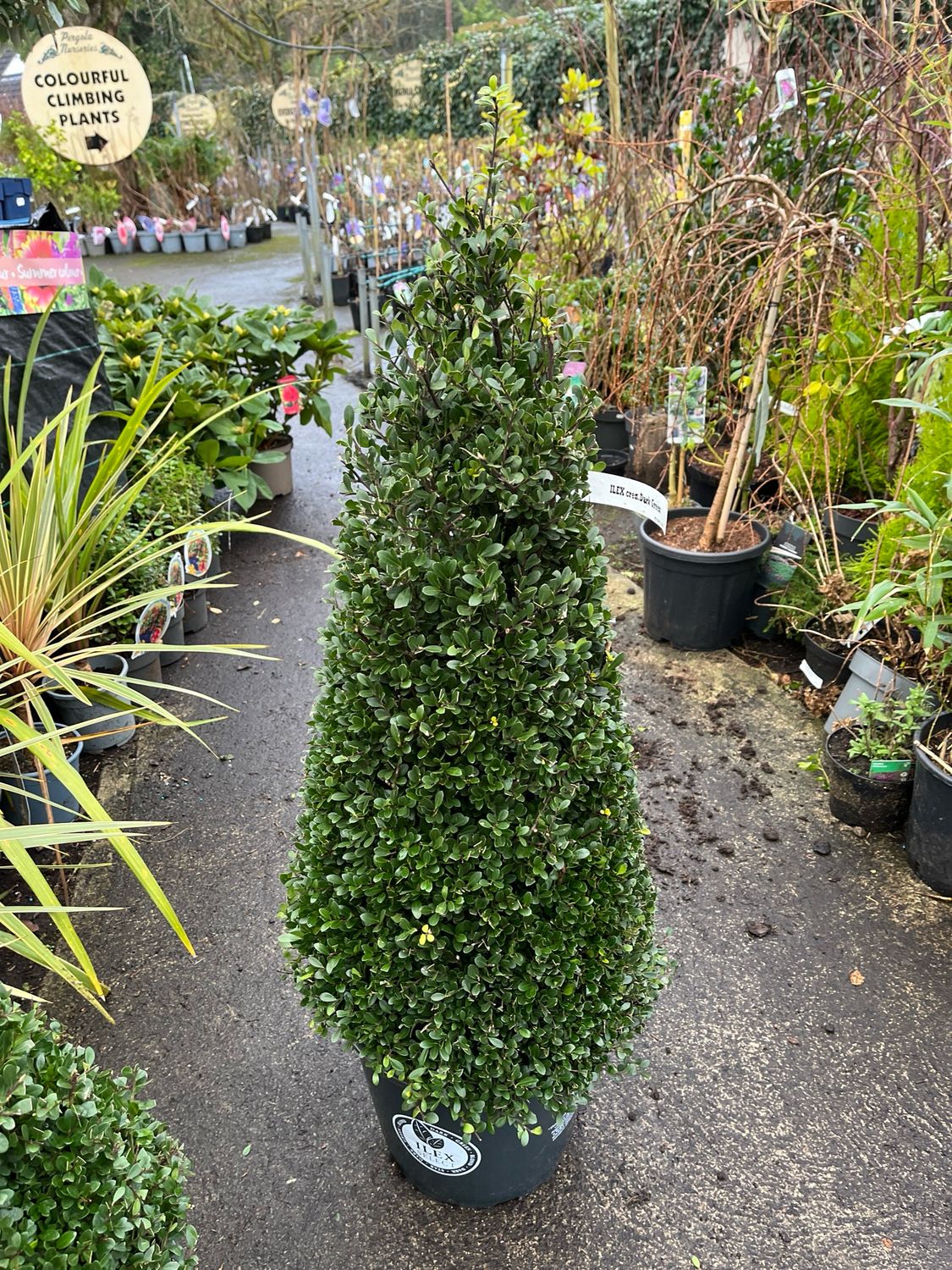 Holly Box Dark Green Hedger ,extra strong cone  for pots  or beds