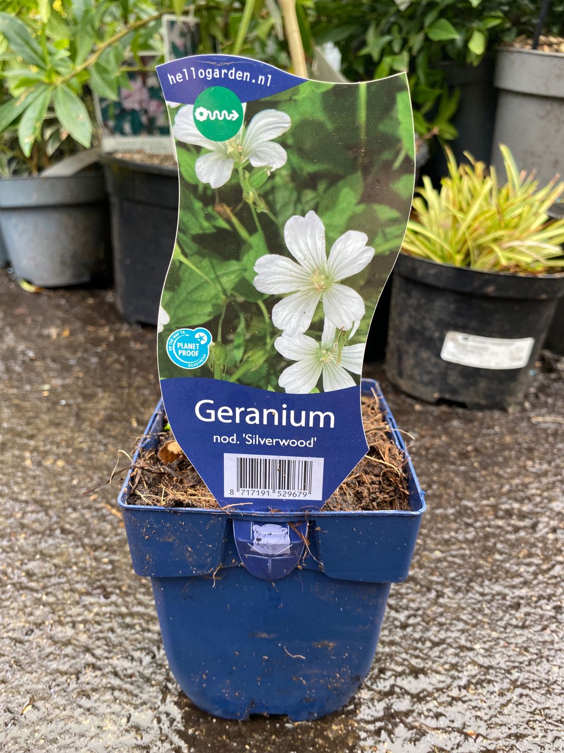 Geranium’ Silverwood’ tough low growing perennial for sun or half shade. White flowers on long stems non stop from June until September . Winter hardy and tough .