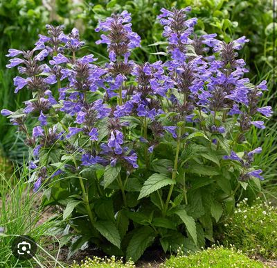 NEPETA BLUE FORTUNE is a compact Catmint with deep blue flowers loved by bees and pollinators It flowers for months and lasts for years