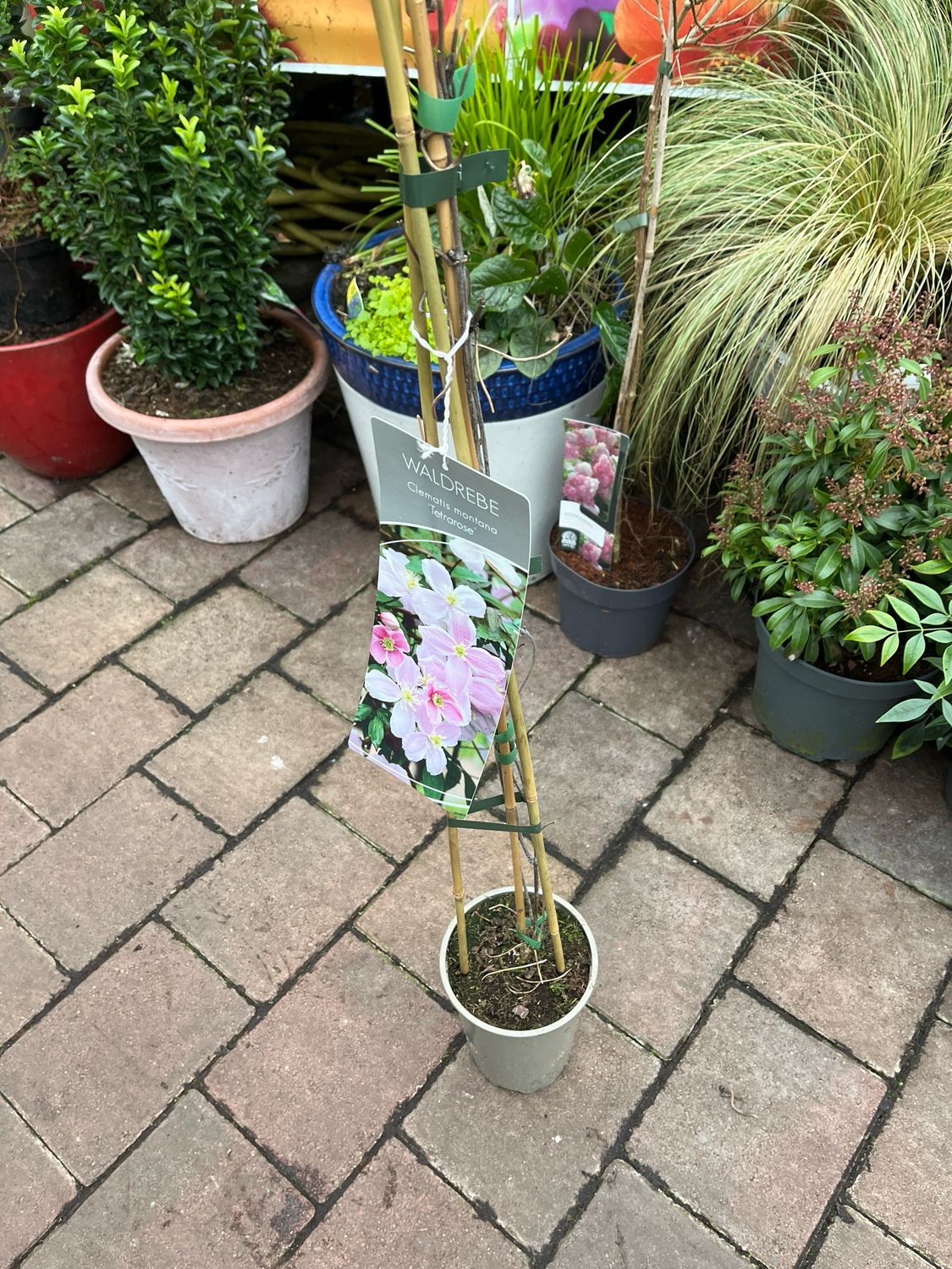 FRAGRANT CLEMATIS MONTANA TETRAROSE fast growing ,smothered in fragrant pink flowers in spring .Perfect on a wall , fence or arch ideal to hide oil tanks and ugly areas