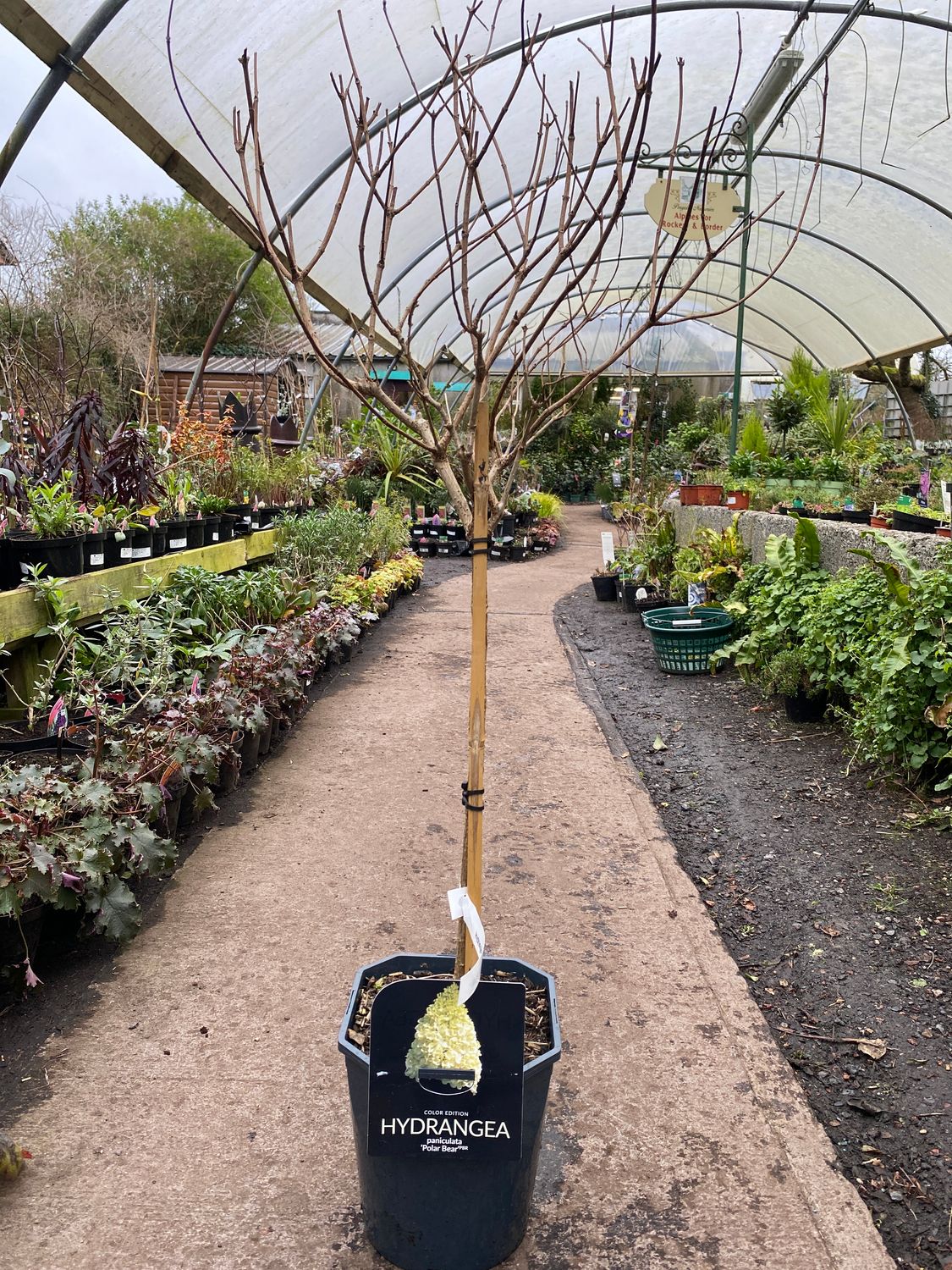 Hydrangea Paniculata “Polar Bear” Mini Small Tree