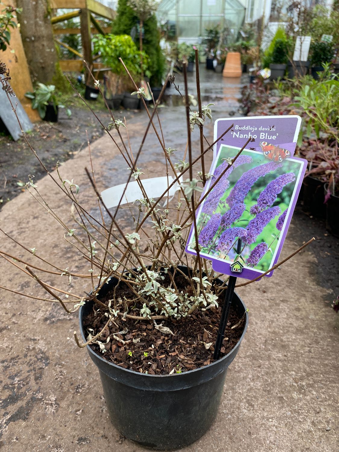 Buddleja  davidii - Nanho blue Butterfly Bush ,flowers for months ,a magnet for butterflies