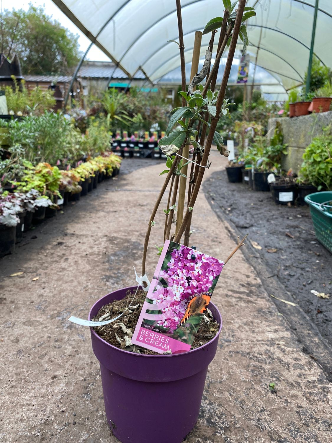 Buddleja “Berries and Ice Cream”