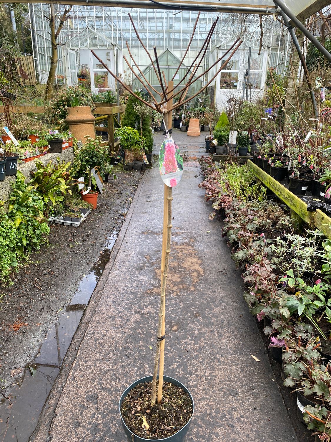 Hydrangea Tree “Vanilla Strawberry Ice Cream MEDIUM SIZE 6 ft Flowers non stop from June until October . Enormous cone shaped white flowers turning pink with age