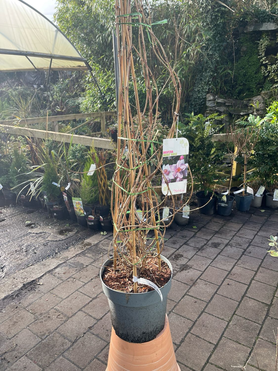 DEUTZIA MONT ROSE Hardy shrub with Clusters Of Star Shaped light pink flowers STRONG POT GROWN PLANTS