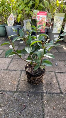 GREEN PRIVET Oval Leaf ,Plug Plants